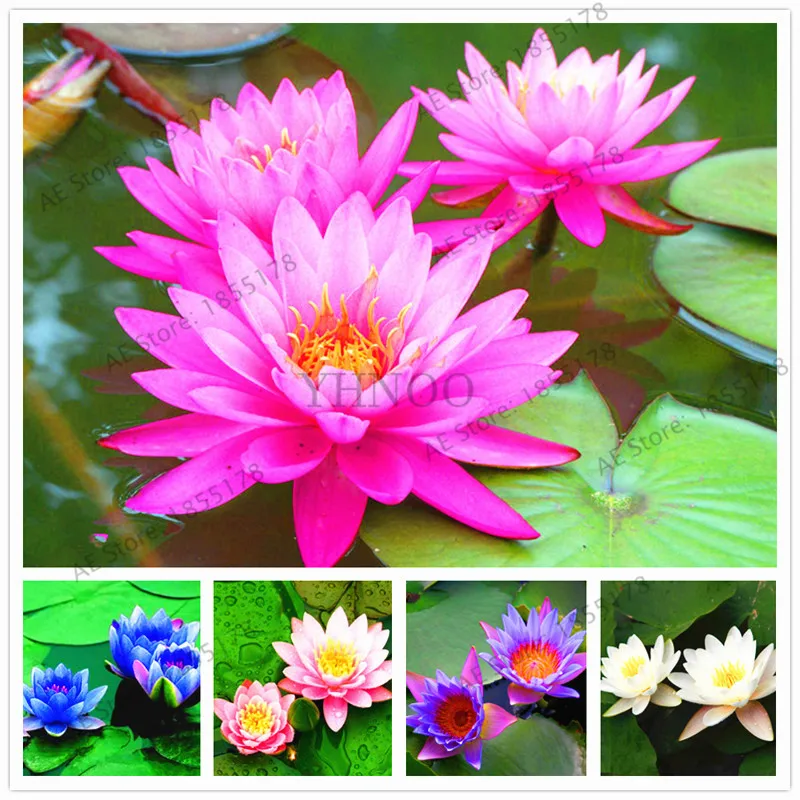 Водная Лилия Сад Водные растения водные темно синий Лотос Бонсай завод для офиса