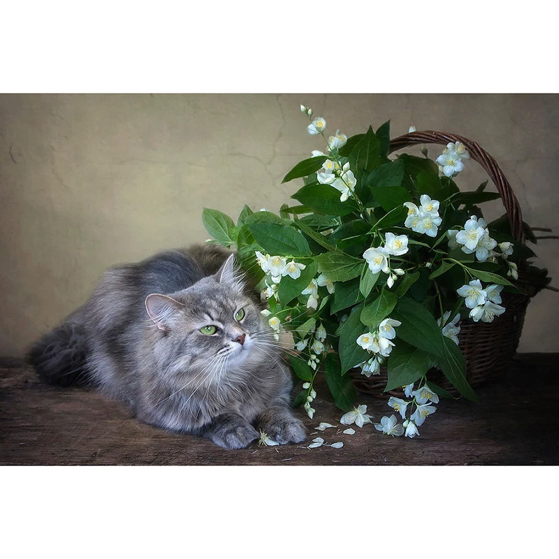 5D DIY Full Square/Round Drill diamond painting cross stitch &quotCat &amp white flower&quot 3D Embroidery Mosaic home decor child gift | Дом и