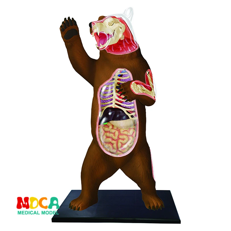 

Black bear 4d master puzzle Assembling toy Animal Biology organ anatomical model medical teaching model