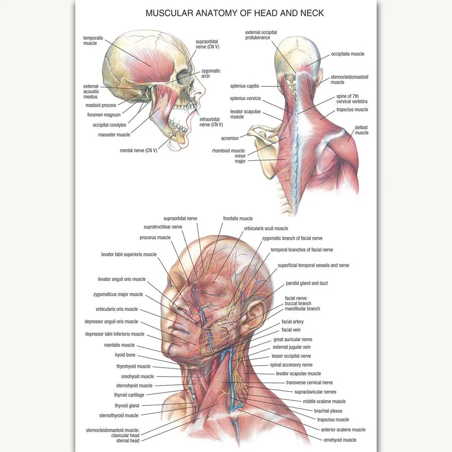 FX1049 популярный человеческий научный график анатомическая структура