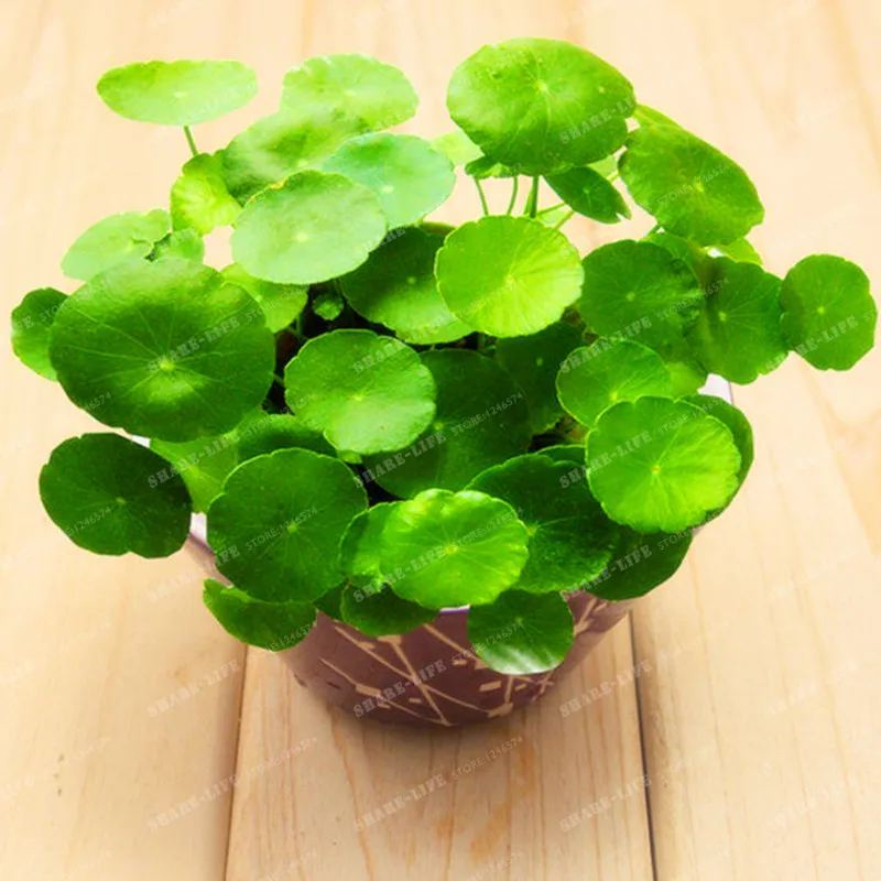 Potted 100Pcs Hydroponics Flower Aquarium Plants Penny Grass Bonsai Best Indoor Plant Hydrocotyle Vulgaris |