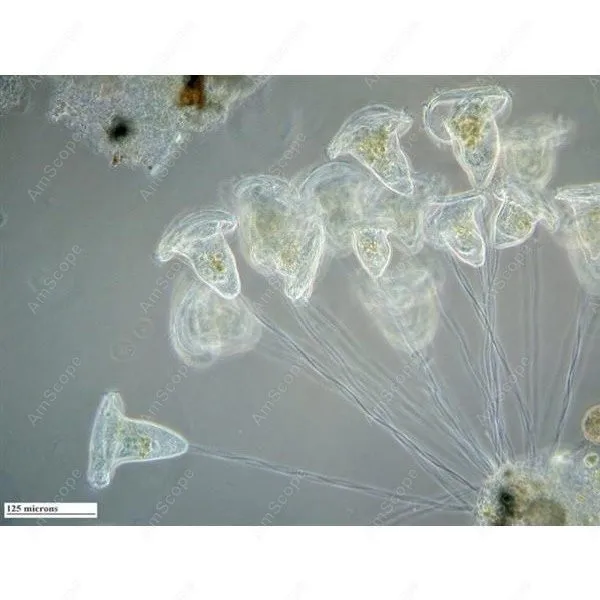 Инвертированный микроскоп план расстояния 40X 1000X с камерой 8 МП|microscope video|microscope andmicroscope glass |