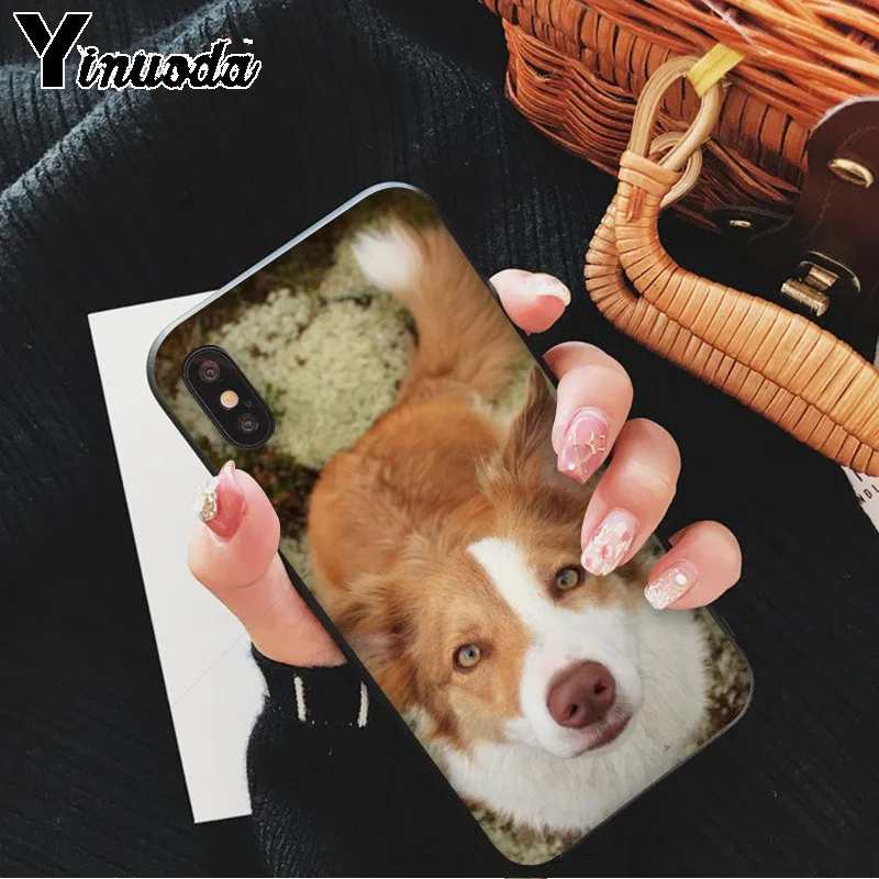 Yinuoda милый Border collie Dog Новый чехол для телефона Fundas Apple iPhone 8 7 6 6S Plus X XS MAX 5 5S SE XR