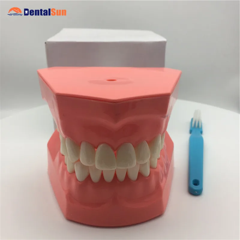 

Dental Educational 2 Times Brushing Model