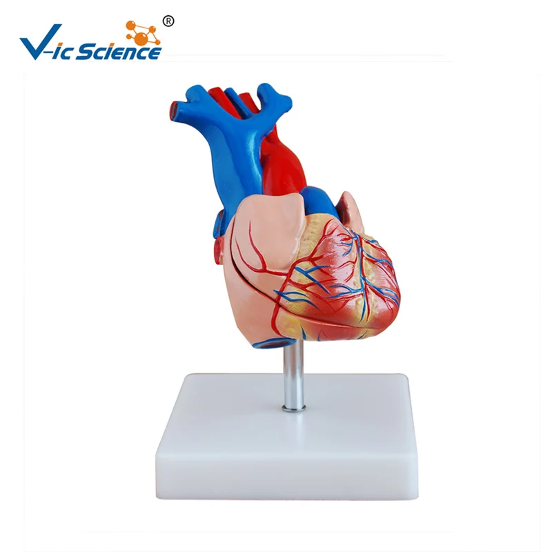 

School Teaching Medical Anatomy Heart Model