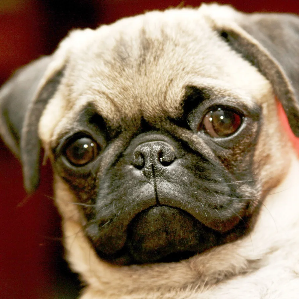 3D мопса DIY алмазная живопись из смолы квадратная полностью Алмазная декоративная