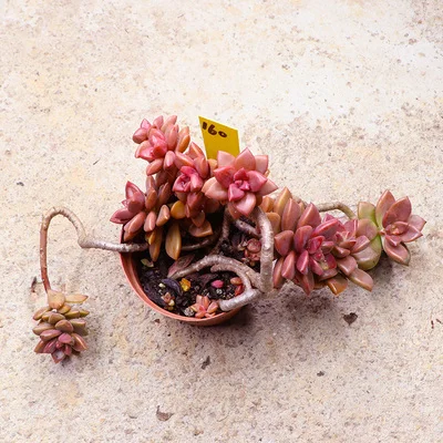 Graptopetalum paraguayense cv Бронзовый кластер Редкие сочные черенки все разные для живых растений настоящее растение