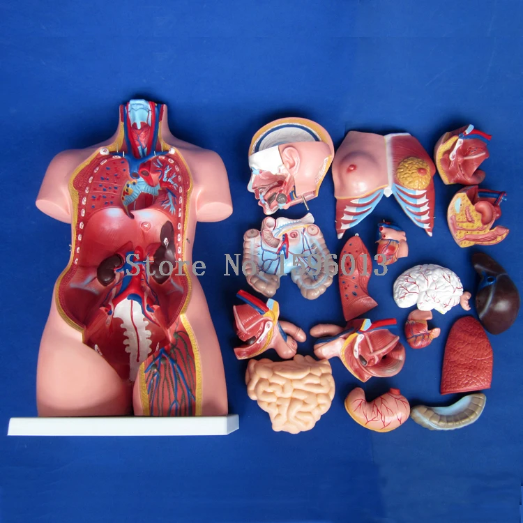 Торс унисекс 85 см с внутренними органы 23 части модель торса человека|parts diesel|parts