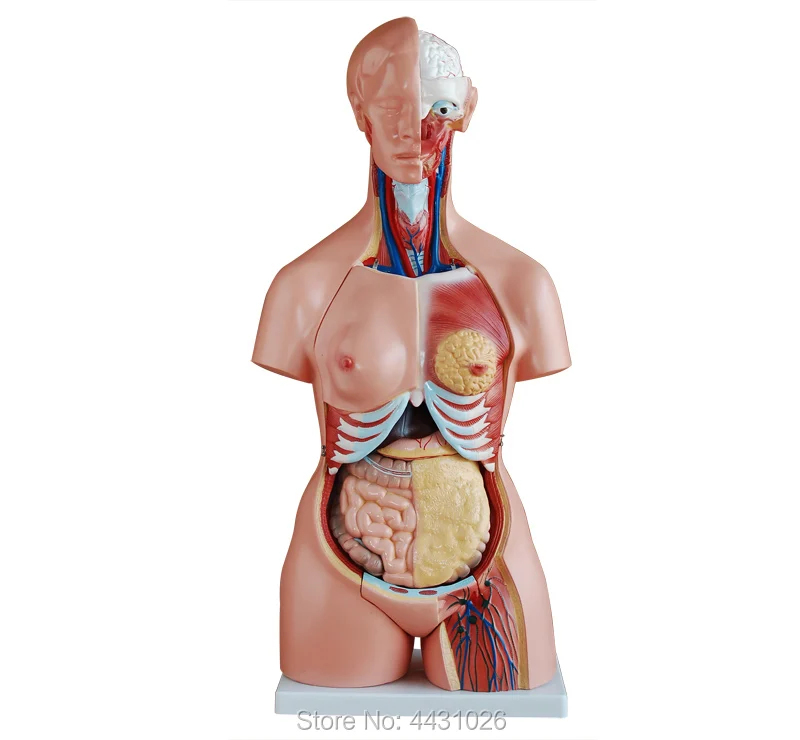 

ENOVO Anatomy of trunk viscera (three types) of human organ structure model