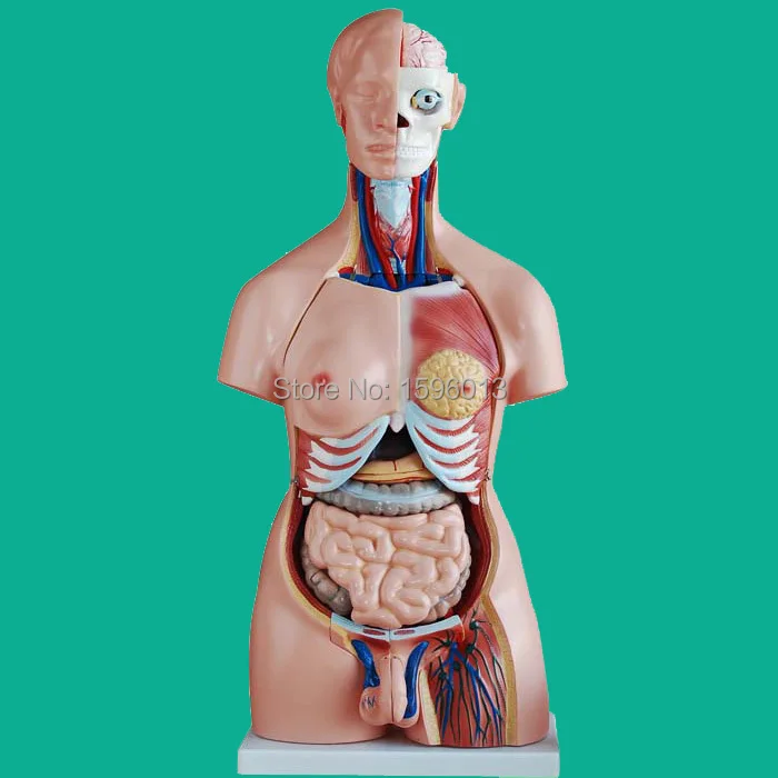 Torso унисекс 85 см с внутренними отделениями 40 деталей модель унисекс|parts of microwave