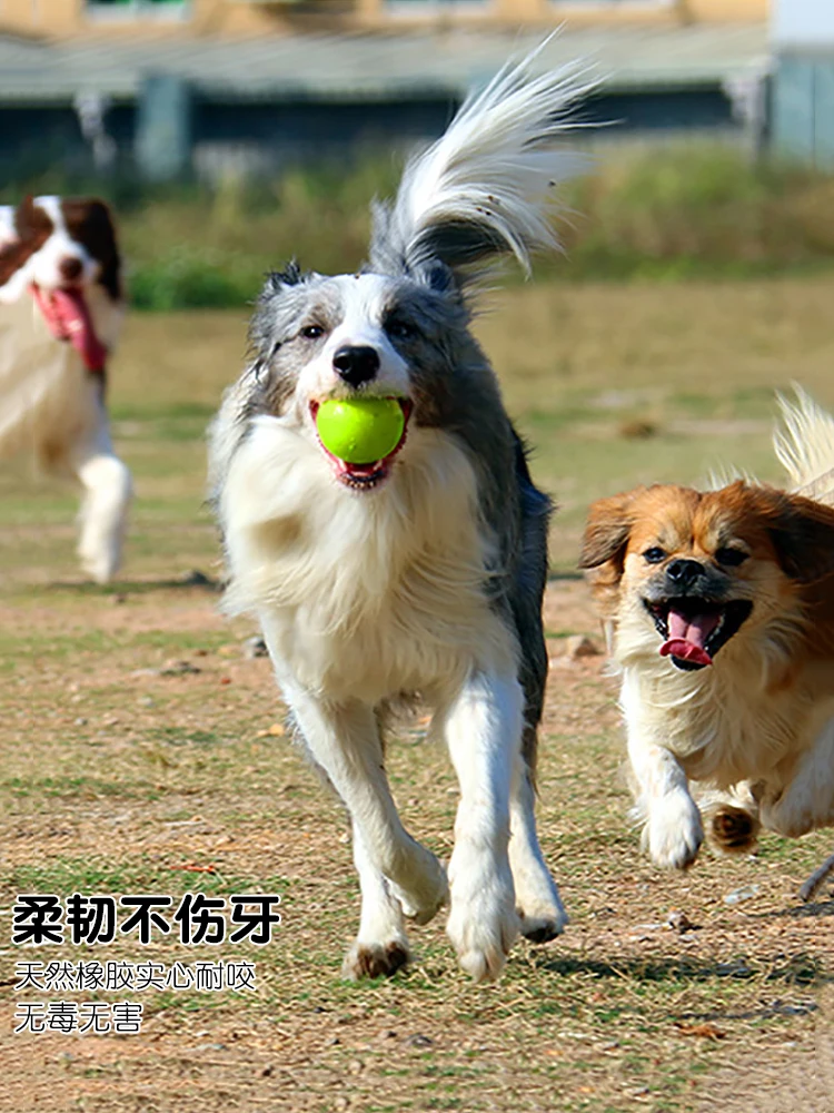 Игрушечный мяч для питомца устойчивый к укусам молярный эластичный резиновый