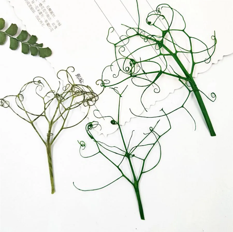 100 шт прессованный высушенный писюм сативум лоза гербарий из растений для