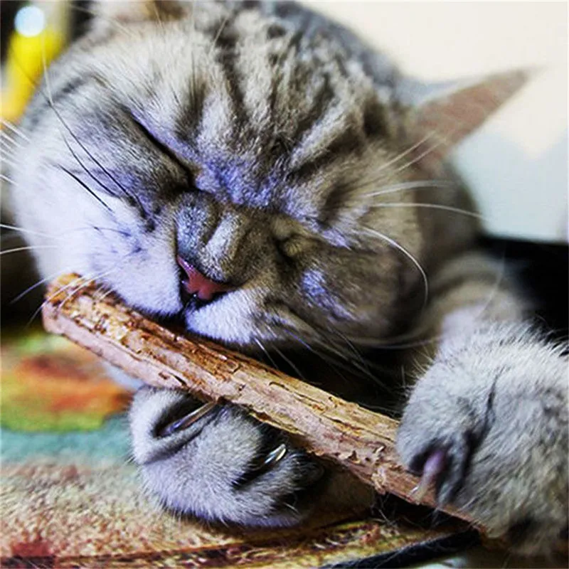 5 ШТ. Кошка чистки зубов Чистый природный catnip кошка молярная Зубная Паста палку
