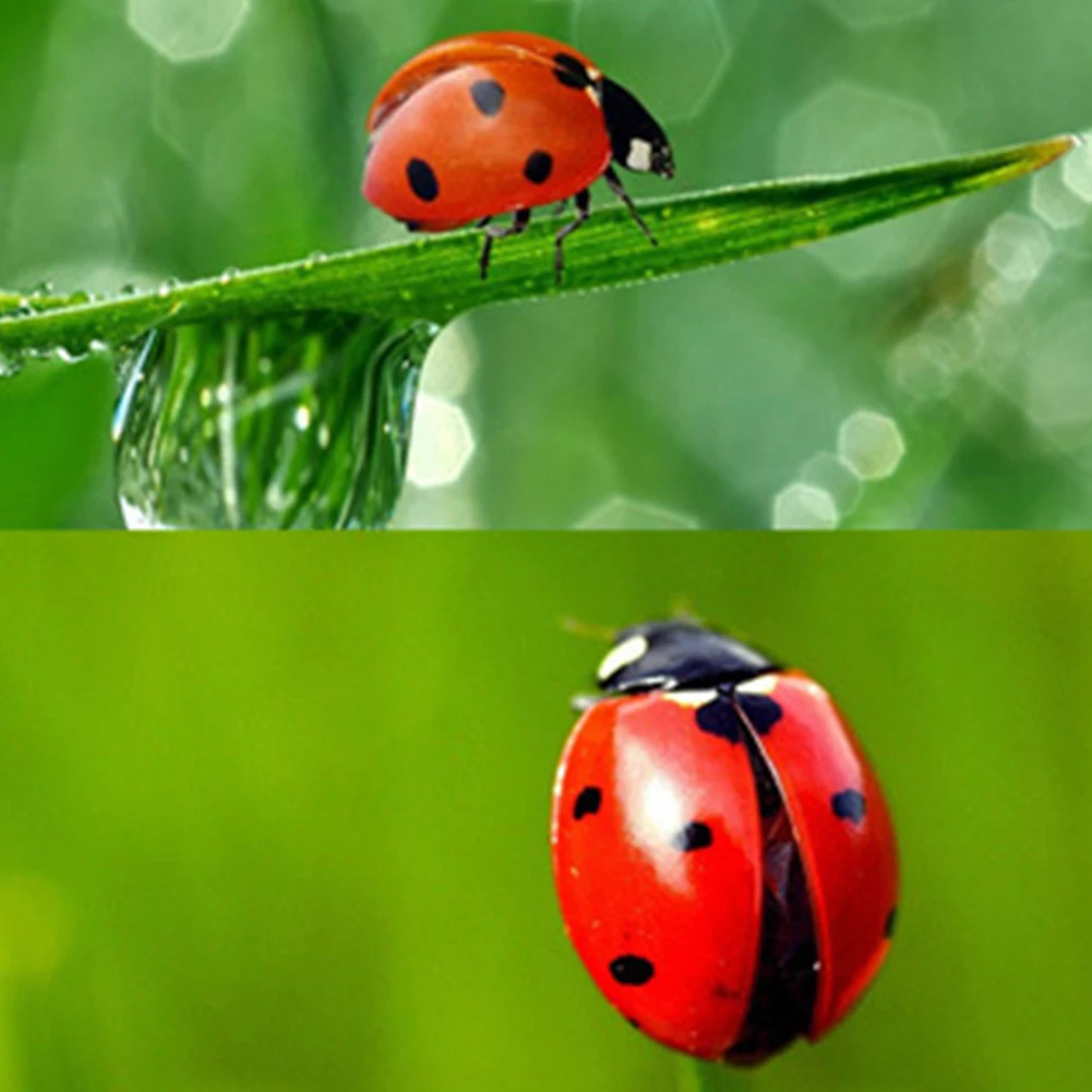 100 шт. художественный декор для микро-ландшафта Деревянный Божья коровка