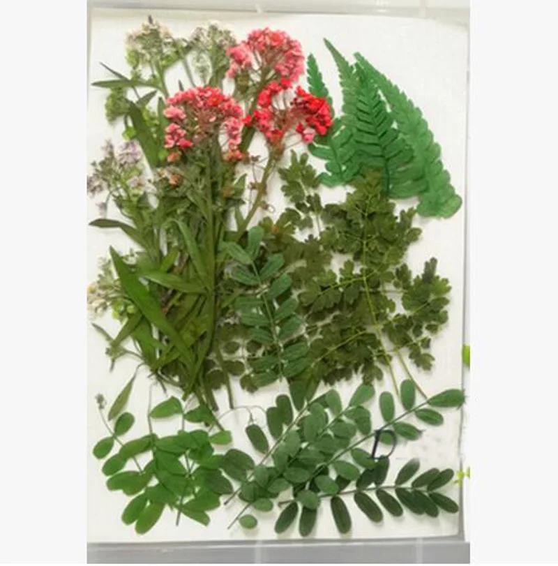 

Смешанный прессованный высушенный лист листьев для свадебной вечеринки кулон ожерелье ювелирные изделия телефон случае ремесло DIY аксессуары дизайн-1601