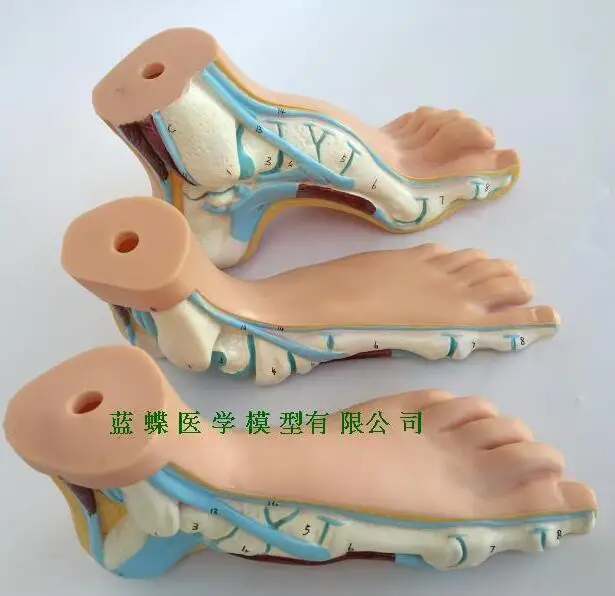 

Foot model human foot palm muscle model arch foot model foot anatomy