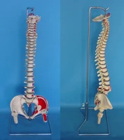 muscle coloring11 human spine skeleton model bendable medical teaching model free shipping