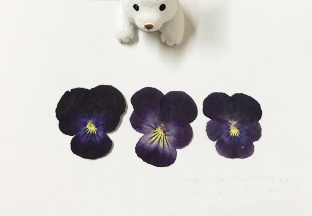 120 шт сушеные прессованные темно-фиолетовые Pansy Corydalis Suaveolens Hance Цветочные растения