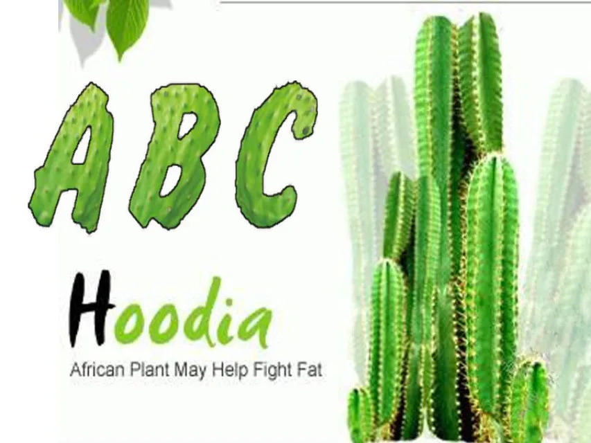 Подавление аппетита кактус HOODIA GORDONII экстракты 20:1 пищевые добавки сжигатель жира живота