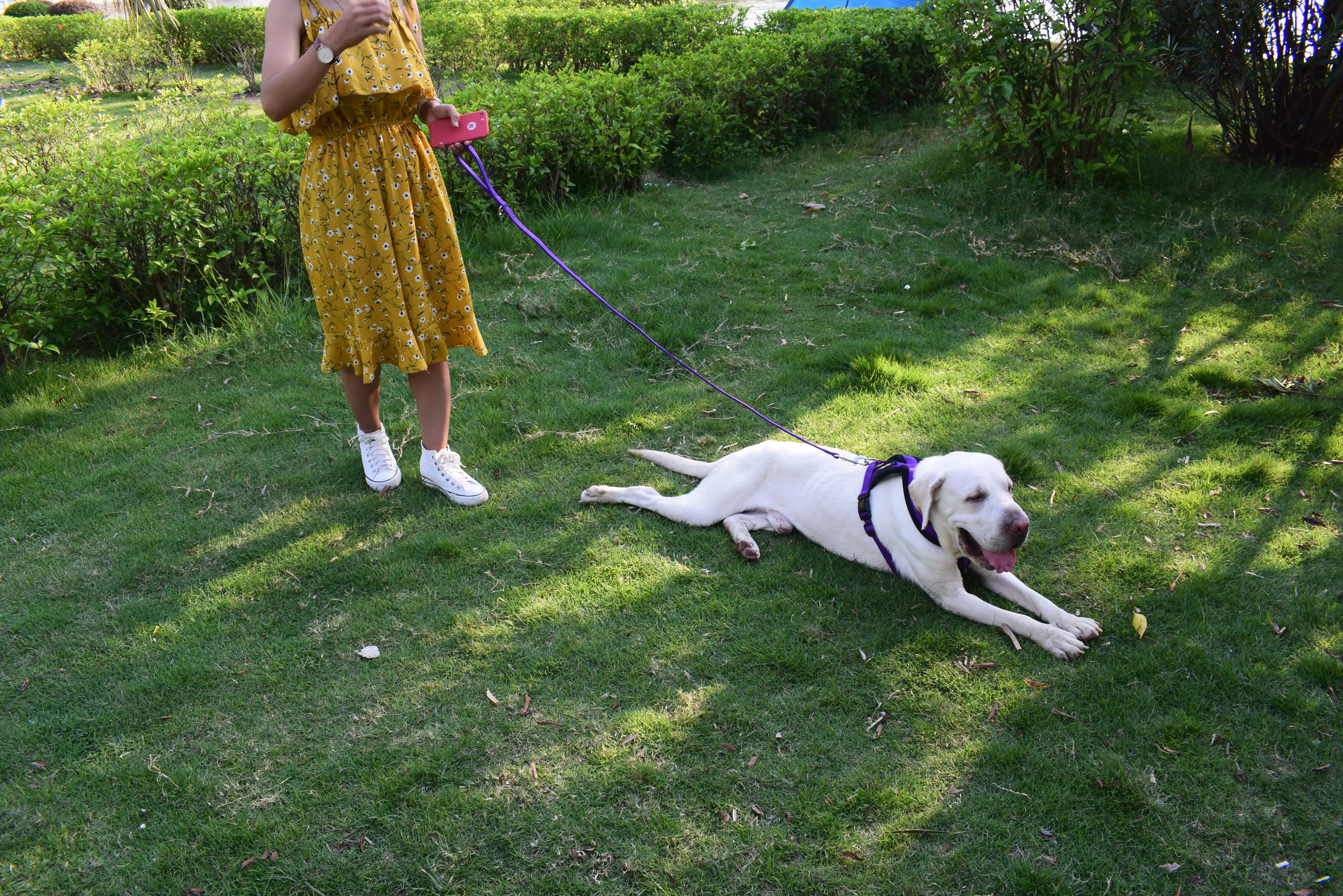 Товары для домашних животных 5 цветов аксессуары собак жгут Уличное оборудование