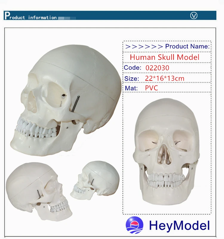 Heymodel Спецодежда медицинская Применение Скелет Череп модель Размеры 1: 1