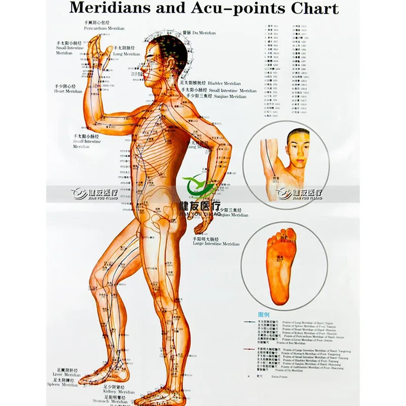 3 шт./компл. Wallmap Ear Map Ustration Of Points Male Body меридианы и ACU Chart|ear acupuncture|acupuncture mapacupuncture ear |