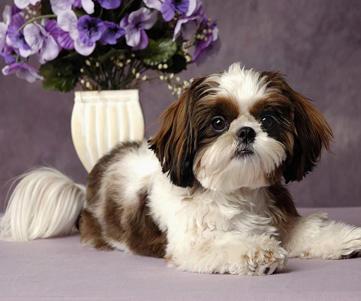 Домашняя Алмазная вышивка для декора фиолетовые цветы и алмазная собаки