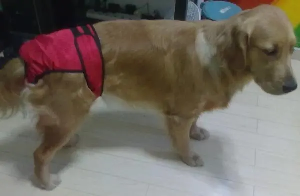 Большие Подгузники Red Estrus для собак физические шорты трусики стринги золотистого