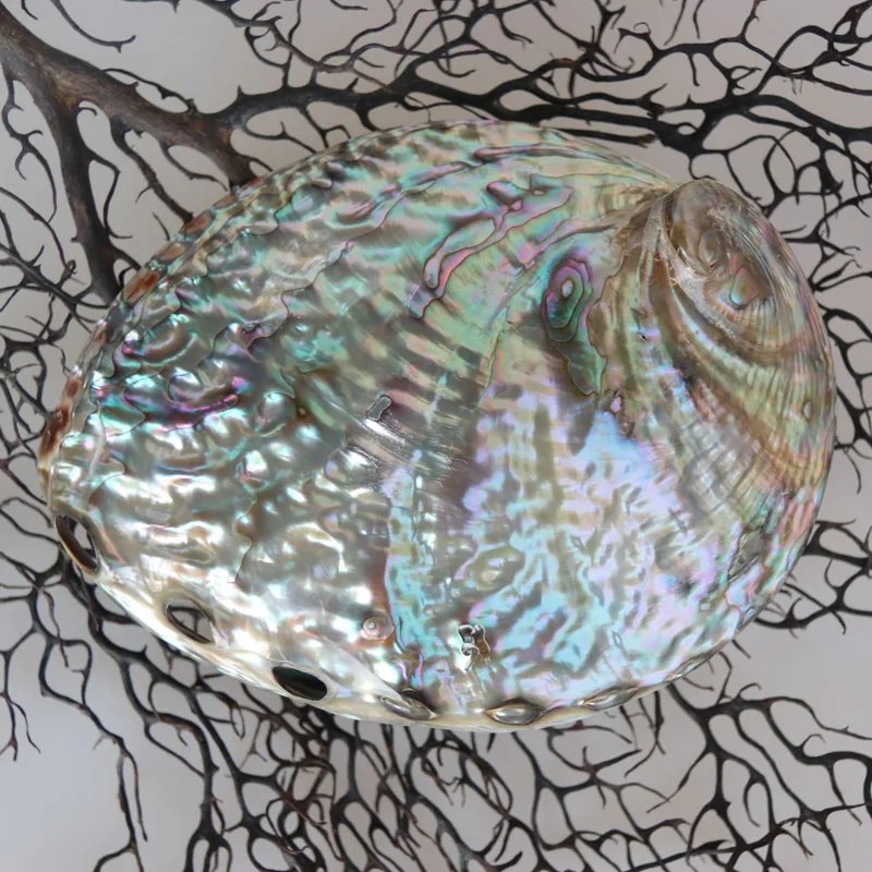 Австралийский корпус Abalone натуральный и раковины украшения для дома морского