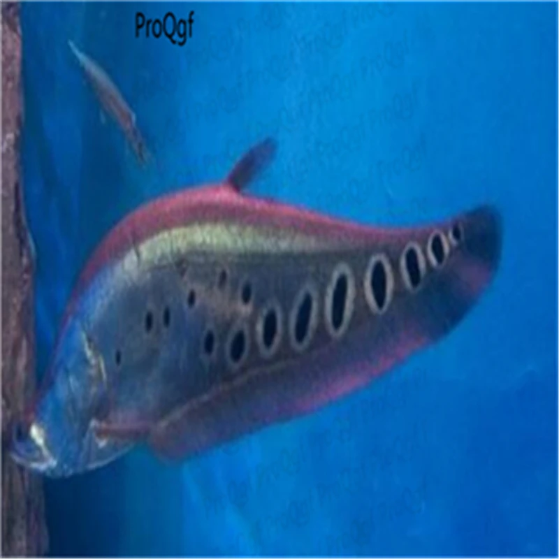 Ngryise 50 Шт Набор Aplocheilichthys Normani