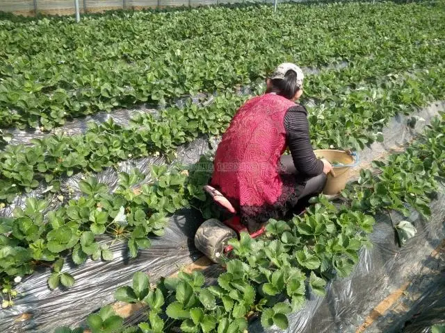 Прочное железная подставка для сада кресло посадки удобное сиденье из