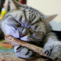 101520 pcs cat teeth sticks brushing pure natural catnip pet cat molar toothpaste stick fruit matatabi cat snacks sticks