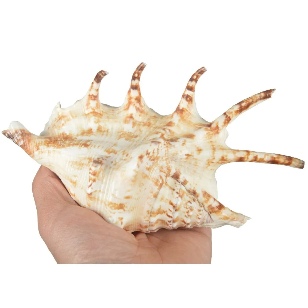 Большая Натуральная морская раковина для свадебной вечеринки на пляже домашние