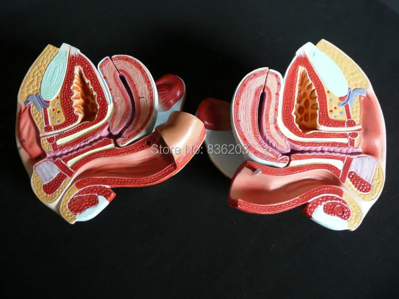 2 части Женская Тазовая секция анатомическая модель сердце мозга миксер в
