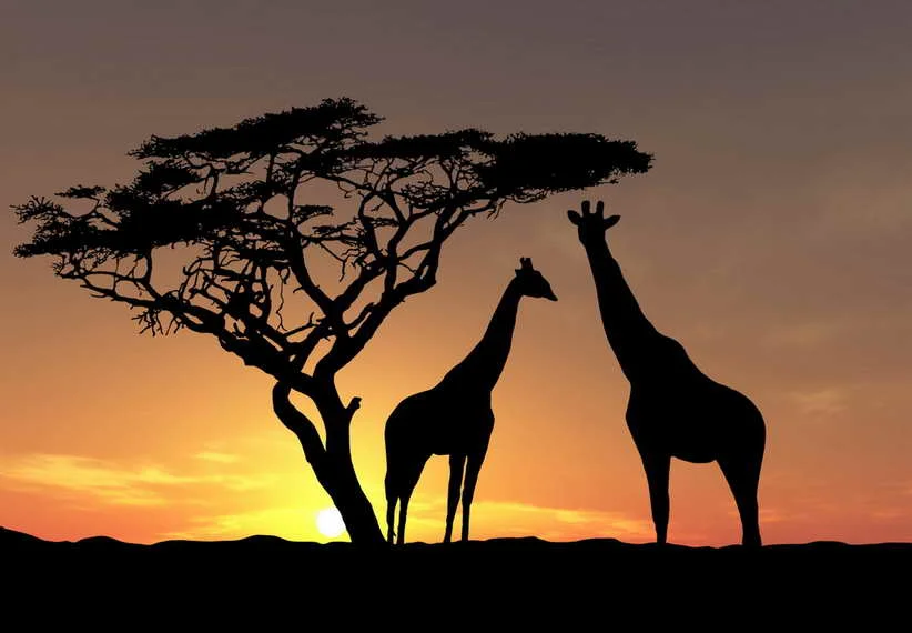 

Sunset Giraffe Animal Art Print Home Decor Canvas Painting Wall Pictures For Decoration Gifts No Framed