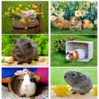 DIY Алмазная картина морская свинка 3d вышивка крестиком наборы дрель полная квадратная Мозаика горный хрусталь картина милое животное картина