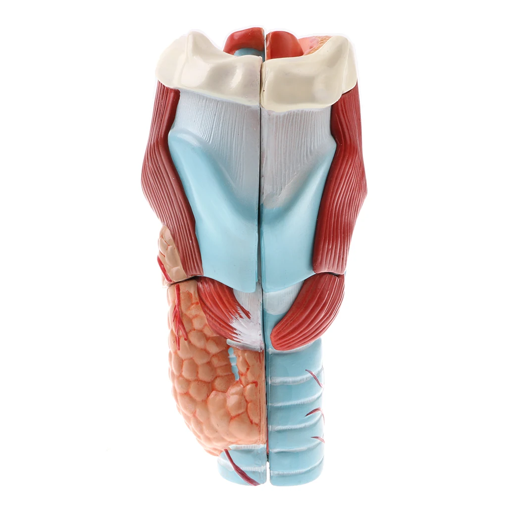 5 шт. модель Pharynx Larynx лабораторное оборудование для обучения|Наука| |