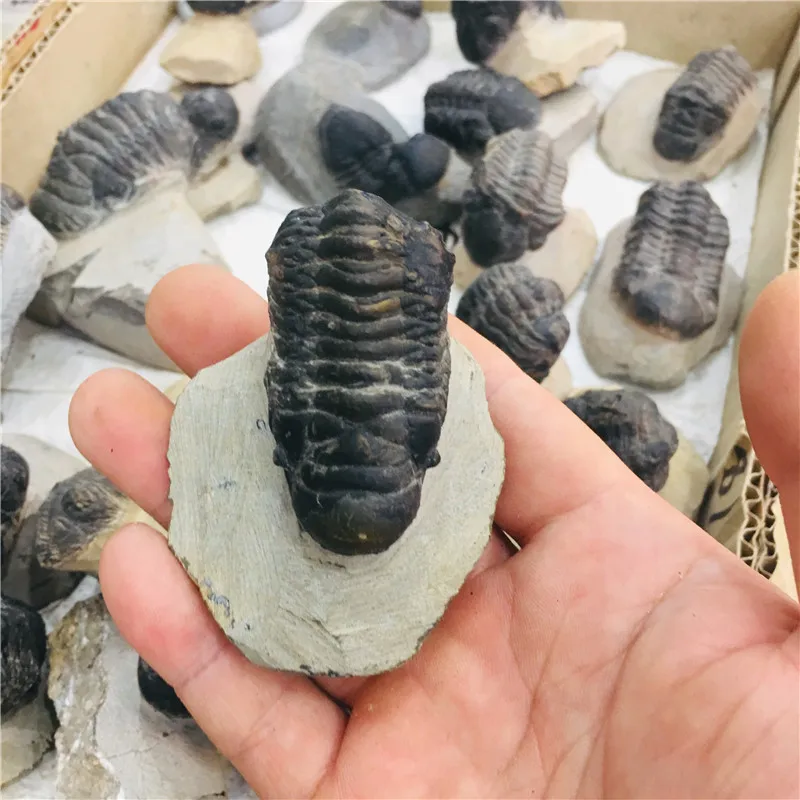Натуральный кристалл fossil tetraphyllid fossil коллекция образцов 1 шт