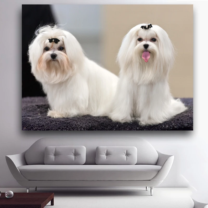 Картины с животными две забавные честные картины AKC изображением мальтийских