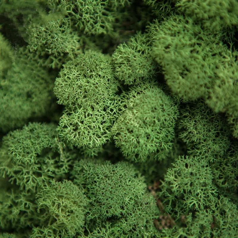 30 г искусственный цветок вечная жизнь мох растения стены Искусственные для дома