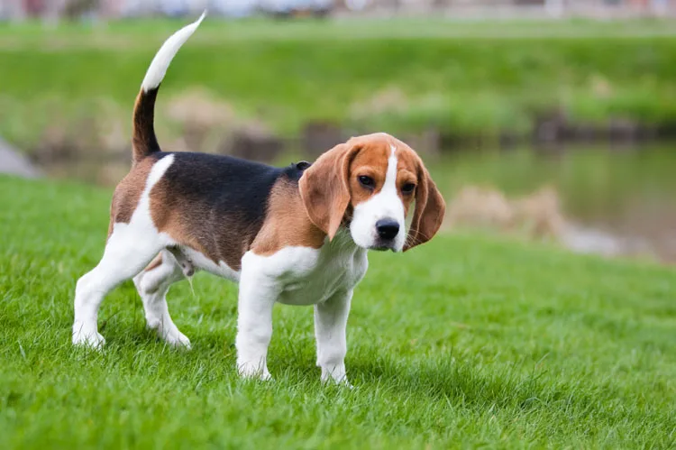 Футболка с принтом милый Бигль и Coonhound кулоны в форме собаки подвеска Колье Бохо
