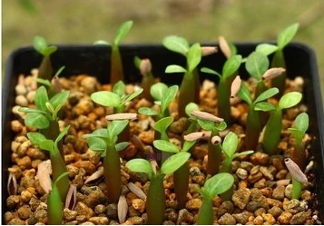 Подлинный "Sawan7" Adenium Obesum-5 шт-бонсай пустынный цветок розы