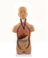 50cm height anatomical human body mini torso model 12 parts set medical science easy to install teaching resources