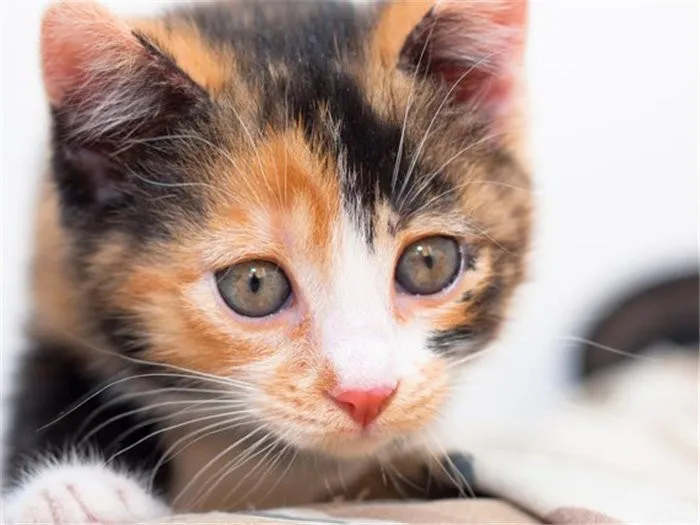 Алмазная вышивка huacan Cats, алмазная картина, полностью квадратная, животные, стразы, вышивка бисером, Алмазная мозаика, декор для стен - Цвет: Y5507