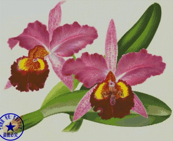

Top Quality hot selling beautiful lovely counted cross stitch kit iris butterfly orchid flower, irises purple flowers
