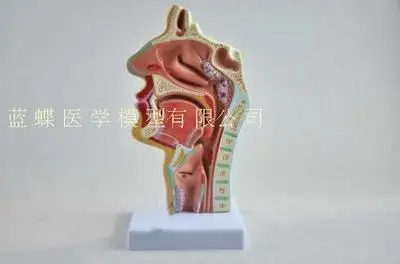 Носовая полость ротовая гортань модель pharynx носовая продольная с секциями