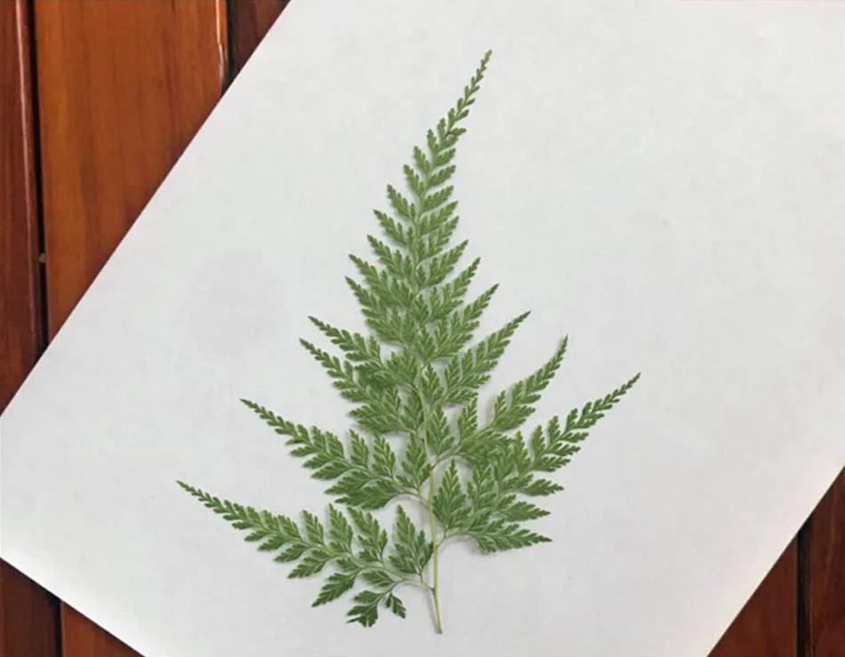 

30pcs 15-20cm Pressed Dried Big Stenoloma Chusanum Leaf Flower Plants Herbarium For Jewelry Phone Case Frame Postcard Making