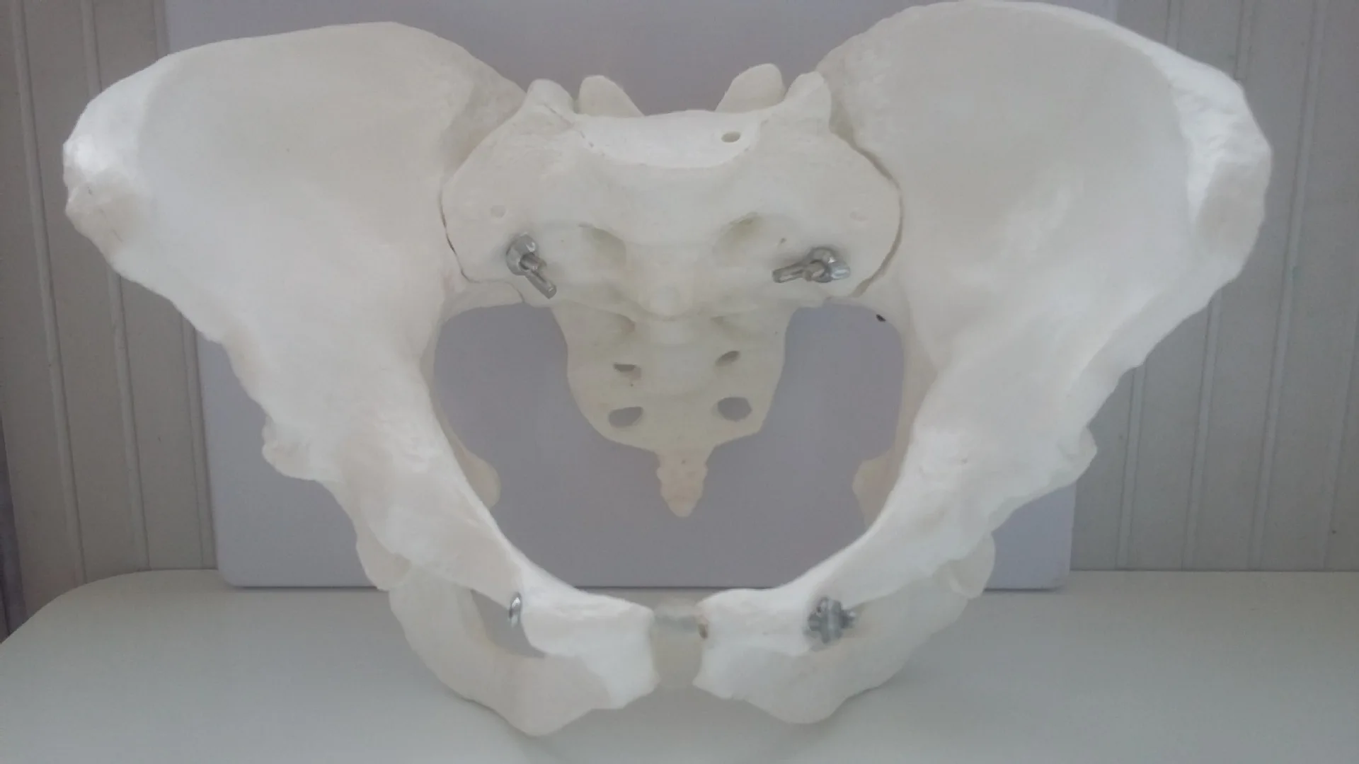 Жизнь Размеры женский тазом модель скелета человека Pelvis и анатомические