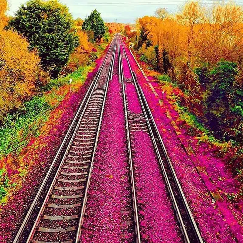 

Алмазная 5D картина «сделай сам» с цветами и лепестками, квадратная Мозаика из страз, домашний декор, алмазная вышивка, подарок для свадьбы и...