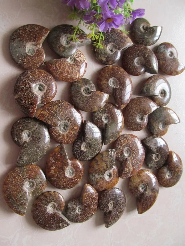 Натуральный аммонит PRETTY NAUTILUS MADAGASCAR FOSSIL с лечебным действием образцы 30G 50G|healing| |